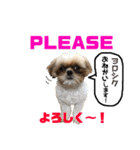 シーズー犬のMOGWAI（個別スタンプ：11）