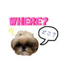 シーズー犬のMOGWAI（個別スタンプ：13）