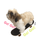 シーズー犬のMOGWAI（個別スタンプ：15）