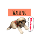シーズー犬のMOGWAI（個別スタンプ：16）