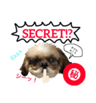シーズー犬のMOGWAI（個別スタンプ：17）