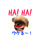 シーズー犬のMOGWAI（個別スタンプ：19）