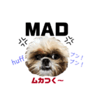 シーズー犬のMOGWAI（個別スタンプ：20）