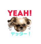 シーズー犬のMOGWAI（個別スタンプ：21）