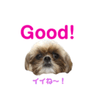 シーズー犬のMOGWAI（個別スタンプ：22）