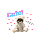 シーズー犬のMOGWAI（個別スタンプ：24）