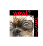 シーズー犬のMOGWAI（個別スタンプ：27）