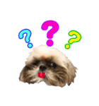 シーズー犬のMOGWAI（個別スタンプ：32）