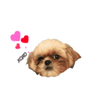 シーズー犬のMOGWAI（個別スタンプ：33）