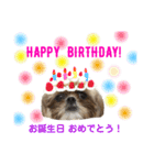 シーズー犬のMOGWAI（個別スタンプ：40）