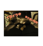 ノルウェージャンのモフちゃんです！！（個別スタンプ：6）