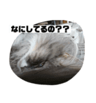 ノルウェージャンのモフちゃんです！！（個別スタンプ：8）