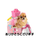 ヨナと愉快な仲間たチワワ  ③（個別スタンプ：36）