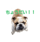 ぶるぶるず（個別スタンプ：1）