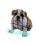 ぶるぶるず（個別スタンプ：4）