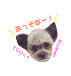 ポポちゃんといっしょ（個別スタンプ：7）