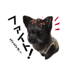 ポポちゃんといっしょ（個別スタンプ：22）