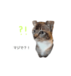 ボビー姉さん（個別スタンプ：4）