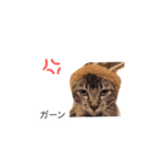 ボビー姉さん（個別スタンプ：8）