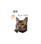 ボビー姉さん（個別スタンプ：11）