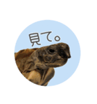 ヘルマンリクガメ  リクガメのココタロウ2（個別スタンプ：9）