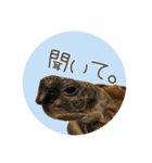 ヘルマンリクガメ  リクガメのココタロウ2（個別スタンプ：10）