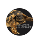 ヘルマンリクガメ  リクガメのココタロウ2（個別スタンプ：12）