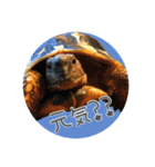 ヘルマンリクガメ  リクガメのココタロウ2（個別スタンプ：13）