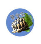 ヘルマンリクガメ  リクガメのココタロウ2（個別スタンプ：14）