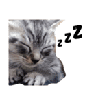 かわいいアメショもどきのうちの猫（個別スタンプ：1）