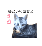 かわいいアメショもどきのうちの猫（個別スタンプ：4）