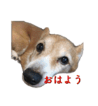 はせがわちゃん家。（個別スタンプ：2）