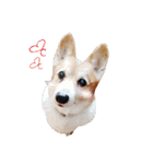 はせがわちゃん家。（個別スタンプ：5）