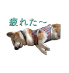 はせがわちゃん家。（個別スタンプ：8）