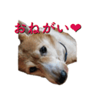 はせがわちゃん家。（個別スタンプ：9）