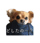 はせがわちゃん家。（個別スタンプ：16）