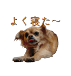 はせがわちゃん家。（個別スタンプ：17）