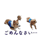 はせがわちゃん家。（個別スタンプ：21）