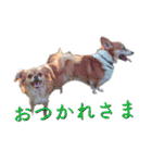 はせがわちゃん家。（個別スタンプ：23）