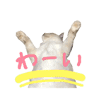 気まぐれポン子（個別スタンプ：7）