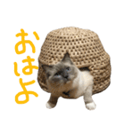 気まぐれポン子（個別スタンプ：10）