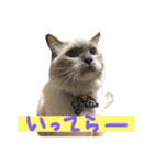 気まぐれポン子（個別スタンプ：12）