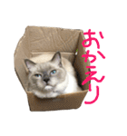 気まぐれポン子（個別スタンプ：13）