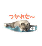 気まぐれポン子（個別スタンプ：16）
