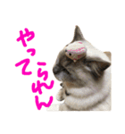 気まぐれポン子（個別スタンプ：17）