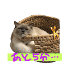 気まぐれポン子（個別スタンプ：20）