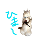 気まぐれポン子（個別スタンプ：23）