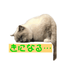 気まぐれポン子（個別スタンプ：24）