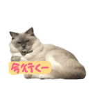 気まぐれポン子（個別スタンプ：26）