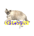 気まぐれポン子（個別スタンプ：30）